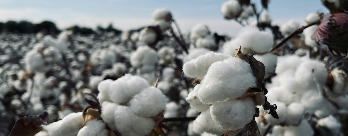 A field of organic cotton with a close up of fluffy cotton puff