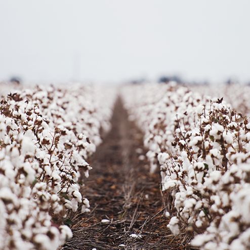 Organic cotton fields